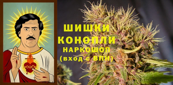 сатива Новозыбков
