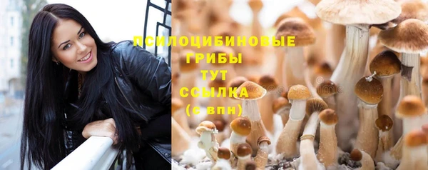 сатива Новодвинск