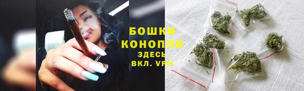 сатива Новозыбков