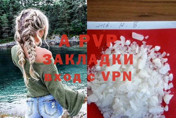 сатива Новозыбков