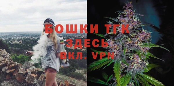 сатива Новозыбков