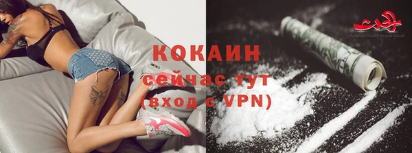 сатива Новозыбков